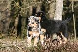 BERGER AUSTRALIEN PUPPIES 619